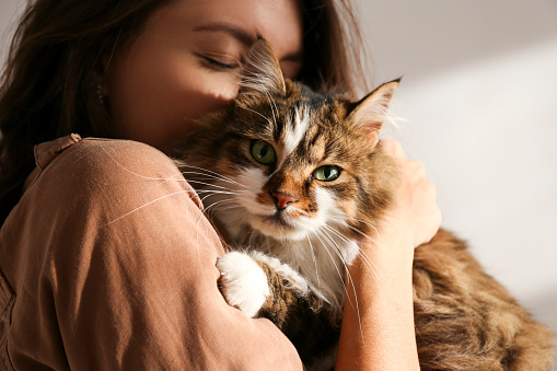 Retrato de hermoso y esponjoso gato sensacionano tri color en casa, luz natural. photo