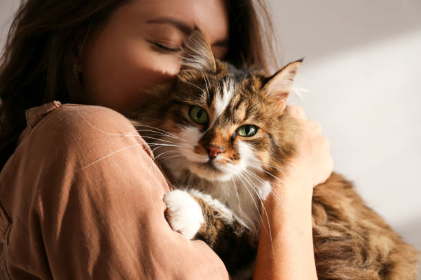 Portrait of beautiful and fluffy tri colored tabby cat at home, natural light. Portrait of young woman holding cute siberian cat with green eyes. Female hugging her cute long hair kitty. Background, copy space, close up. Adorable domestic pet concept. embracing stock pictures, royalty-free photos & images