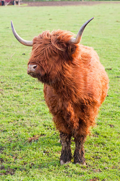 Grazing yak stock photo