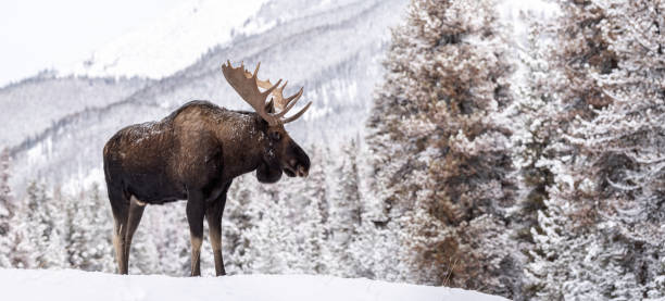 alce a jasper canada - canada moose winter snow foto e immagini stock