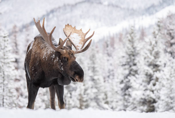 alce a jasper canada - canada moose winter snow foto e immagini stock