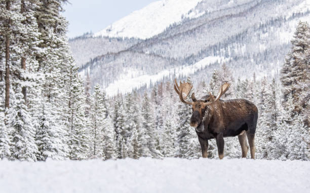 moose in jasper canada - canada moose winter snow imagens e fotografias de stock