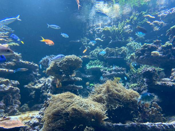 istock some fish in the water 1198101741