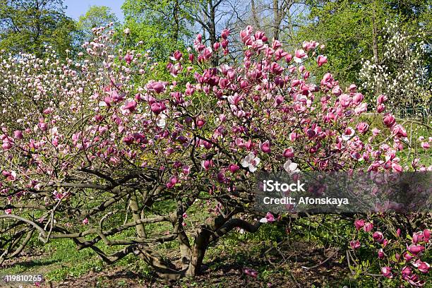 Rosa Flor De Magnólia Em - Fotografias de stock e mais imagens de Ao Ar Livre - Ao Ar Livre, Botânica - Ciência de plantas, Cor de rosa