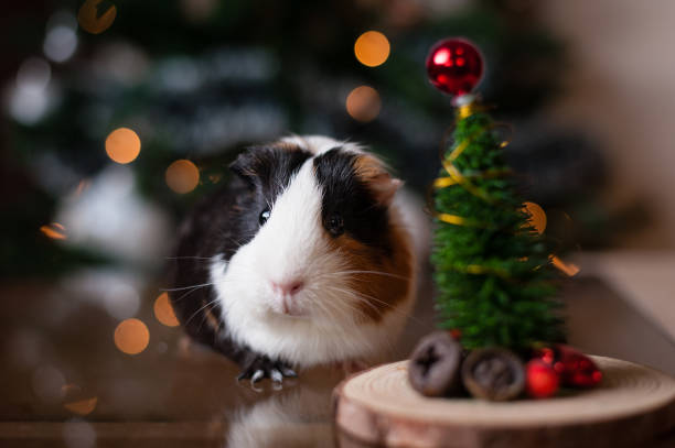 istock Cute guinea pig in front of Christmas tree 1198102993