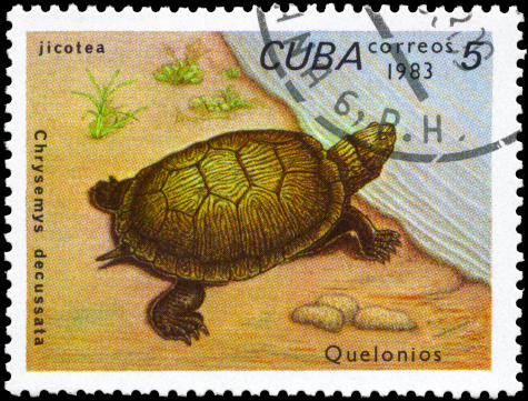 THAILAND - CIRCA 1986:A stamp printed in Thailand shows of chelonia mydas ,circa 1986