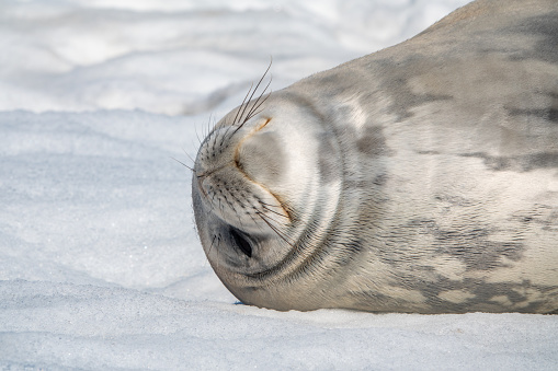 Close up of a Weddell seal on Deception Island.