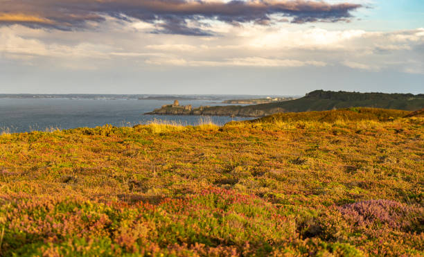 istock heather fields on cap frehel in romantic travel 1198104176