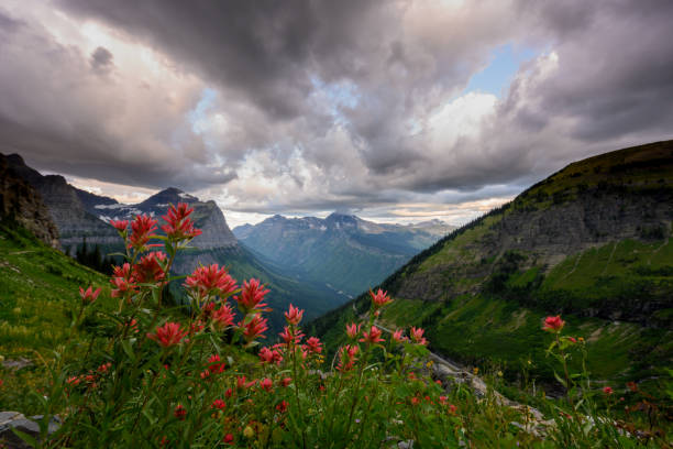 istock Indian Paintbrush Bloom Over Glacier 1198104428