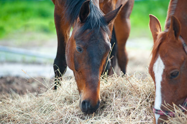 istock Two farm horses eating dry grass. 1198104443