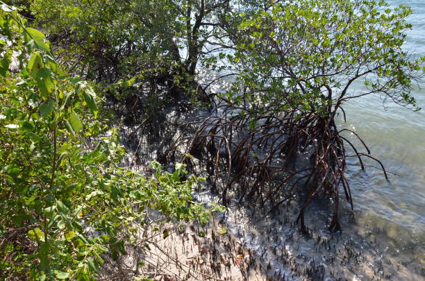 istock mangrove roots and sand and water with bubbles on beach 1198105322