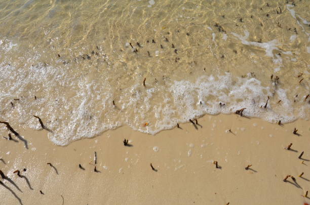 istock mangrove roots and sand and water with bubbles on beach 1198105451