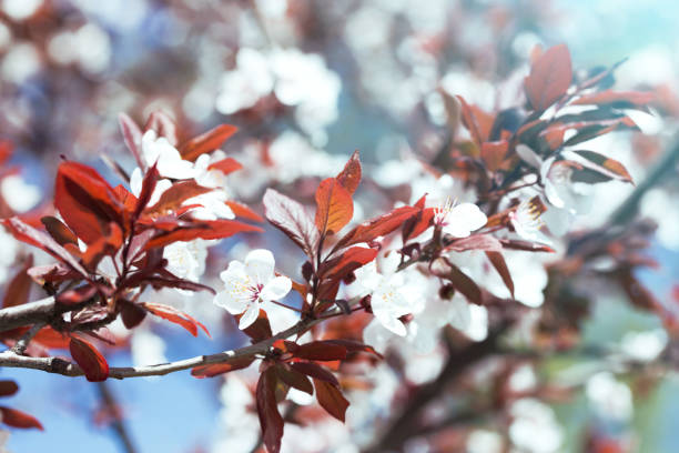 istock tree branch with buds and flowers, spring. floral background