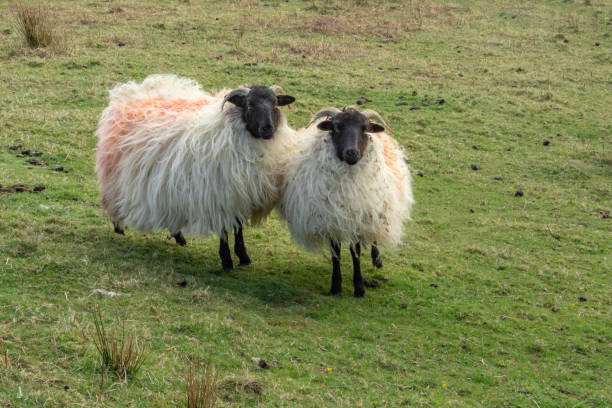 istock Two Sheep in a Field on Clare Island 1198106454