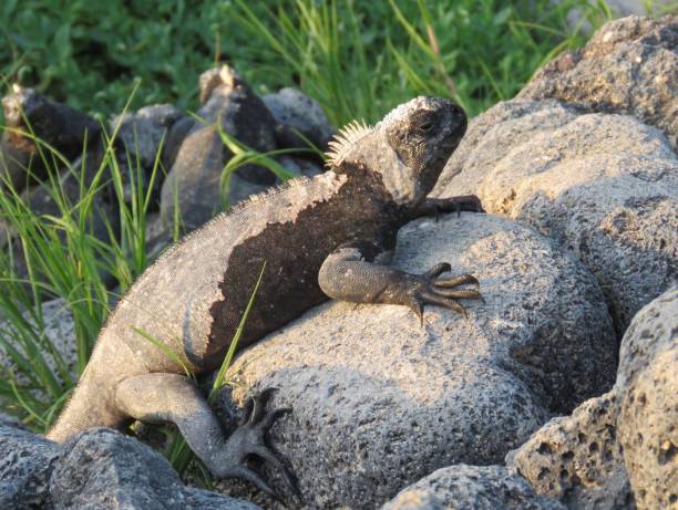 istock Galapagos Marine Iguana 1198106722