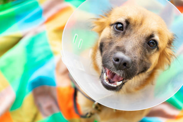 獣医の首輪を持つ若い犬は、手術後にエリザベスと呼ばれています - dog illness humor pets ストックフォトと画像