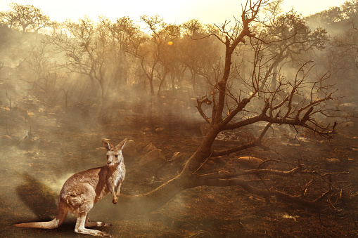Composition about Australian wildlife in bushfires of Australia in 2020. Kangaroo with fire on background. January 2020 fire affecting Australia is considered the most devastating and deadly ever seen