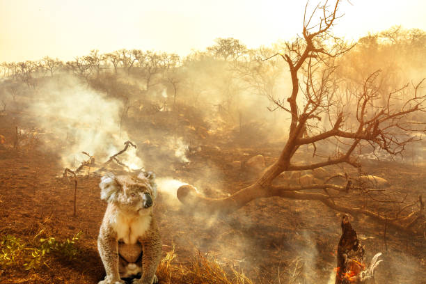 Australian koala wildlife in the fire Composition about Australian wildlife in bushfires of Australia in 2020. koala with fire on background. January 2020 fire affecting Australia is considered the most devastating and deadly ever seen koala photos stock pictures, royalty-free photos & images