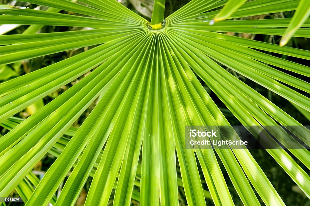 Palma - Foto stock royalty-free di Palmetto seghettato