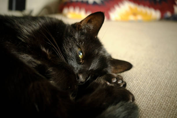 istock Portrait of a sleepy pet 1198109122