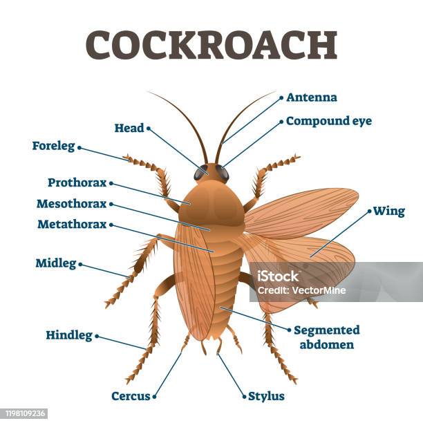 Cockroach Dissect Cockroach Vector Illustration Labeled Educational Body Structure Scheme ...