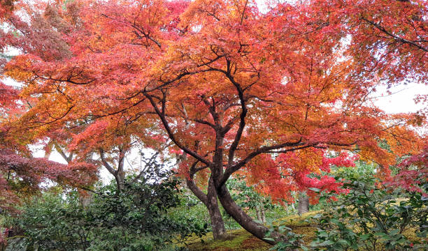 istock Trees with red leaves at the garden 1198110957