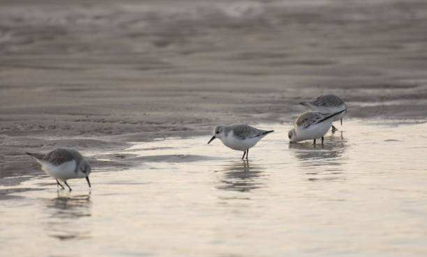 istock Sanderlings feeding at Smith Point County Park, Long Island NY #13 1198111357