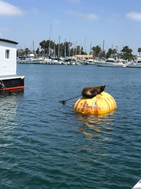 istock Sea lion lounging 1198111505