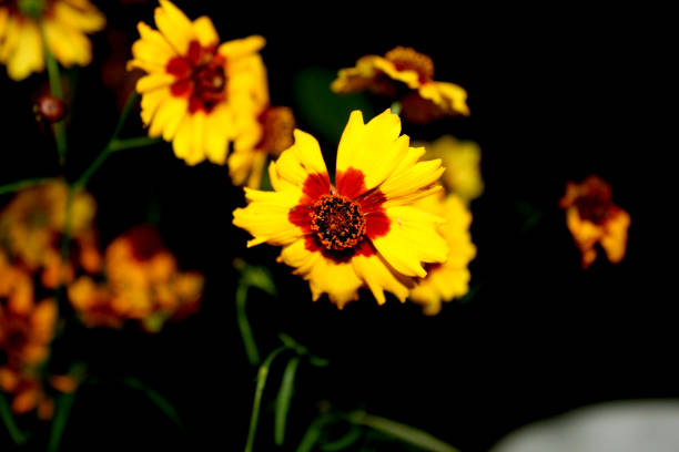 Plains coreopsis plant in bloom