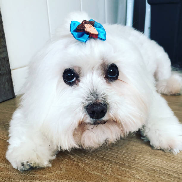 istock Maltese Breed, Dengous Look 1198115939