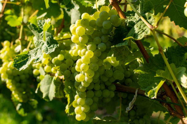 istock Vineyard with growing white wine grapes, riesling or chardonnay grapevines in summertime 1198116052