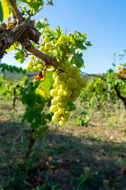 istock Vineyard with growing white wine grapes in Lazio, Italy 1198116071