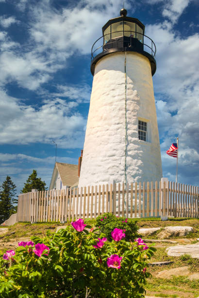 розы в пемакиде - pemaquid point lighthouse стоковые фото и изображения