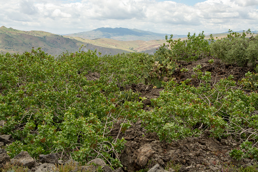 Cultivation of important ingredient of Italian cuisine, plantation of pistachio trees with ripening pistachio nuts near Bronte, located on slopes of Mount Etna volcano, Sicily, Italy