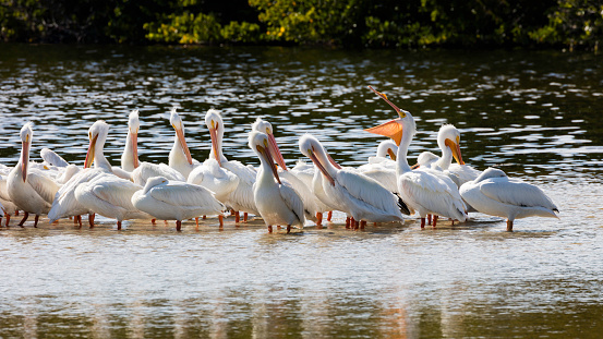 White pelicans cleaning and dozing, Sanibel Island, Florida, USA