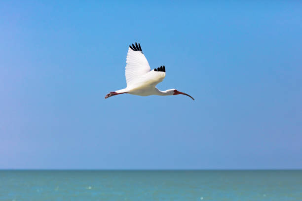 White ibis, eudocimus albus, flying over water and in background blue sky, sanibel Island, Florida, USA