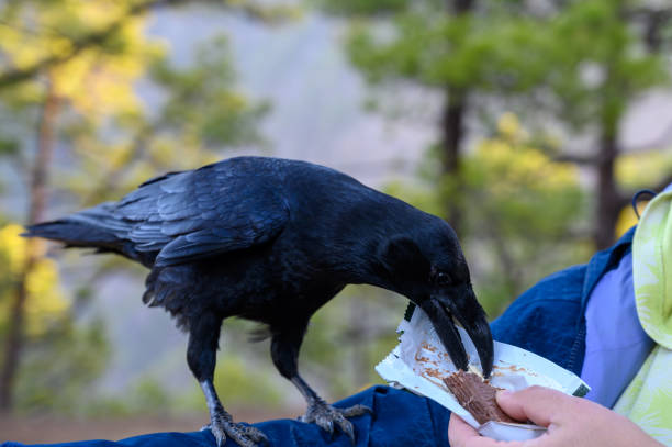 istock Smart Black Canary Crow or Raven bird, eating from men hand on forest bench in Caldera de Taburiente, La Palma island, Canary, Spain 1198117375