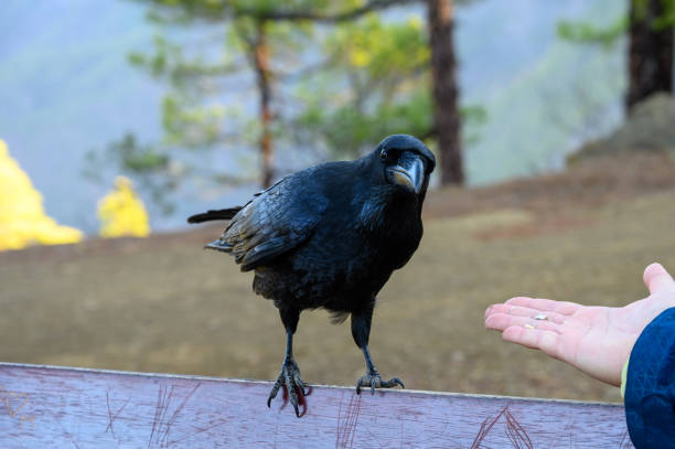 istock Smart Black Canary Crow or Raven bird, eating from men hand on forest bench in Caldera de Taburiente, La Palma island, Canary, Spain 1198117380