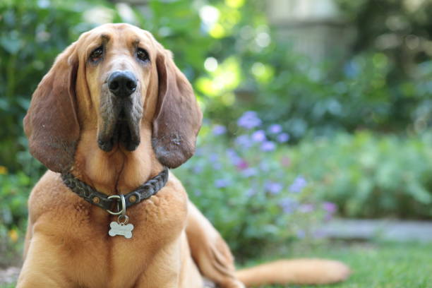 Bloodhound dog on watch bloodhound stock pictures, royalty-free photos & images