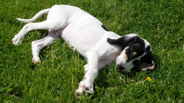 istock Ariegeois puppy 1198119564