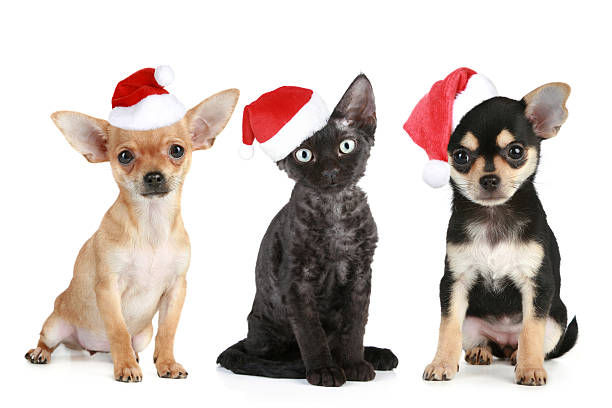istock Three friends in Santa caps 119811958