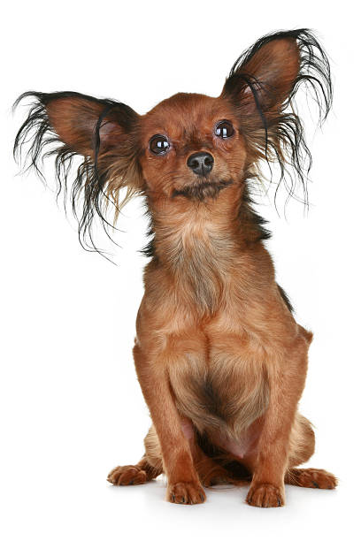 istock Russian  long-haired toy terrier breed dog 119812016