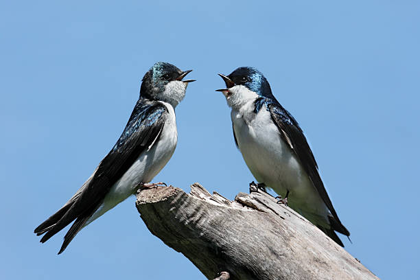 istock Pair of Tree Swallows on a stump 119812096