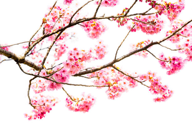 istock Pink Cherry Blossom On White 1198123759