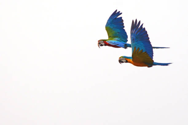 istock Colourful parrot flying on isolated background 1198123981