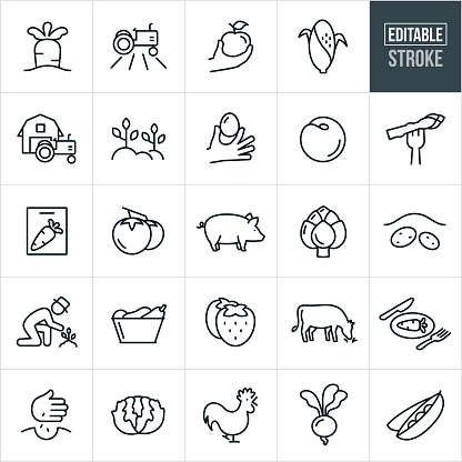 A set of freshly grown and produced foods from the farm icons that include editable strokes or outlines using the EPS vector file. The icons include a farm, farmer, produce, vegetables, carrot, tractor, crops, apple, corn, plants, egg, farmers market, fresh produce, peaches, asparagus, tomatoes, farm animals, pig, artichoke, potatoes, farming, strawberries, cow, chicken, planting, lettuce, beat and peas to name a few.