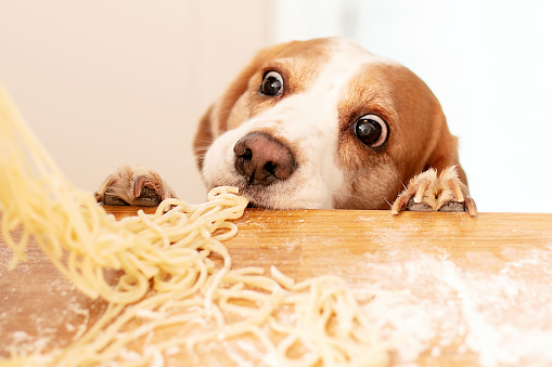 Lindo beagle con comida en la cocina. photo
