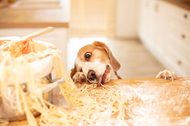 istock Cute beagle with food in the kitchen. 1198125171