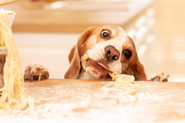 istock Cute beagle with food in the kitchen. 1198125191