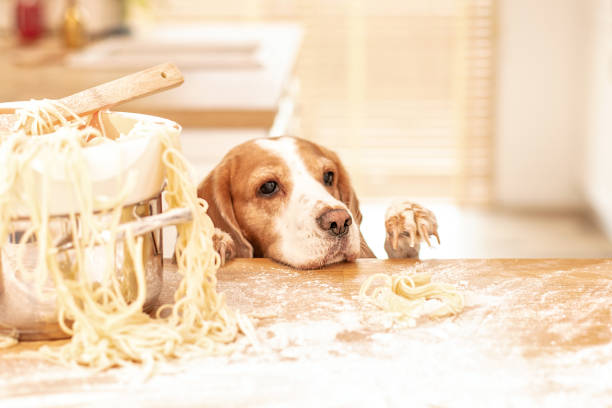 istock Cute beagle with food in the kitchen. 1198125203